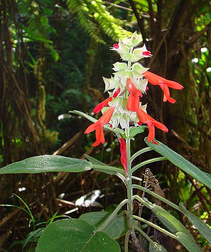 Salvia leucocephala